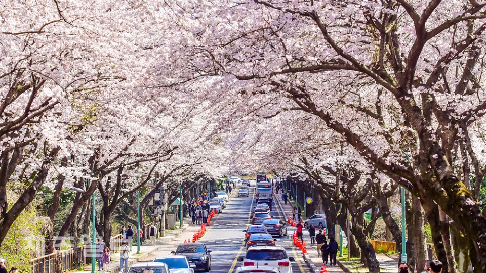 濟州  濟州大學櫻花路（source: jejunews）